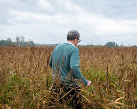 Tim Harris walks through tall golden grasses in the Catfield Fen wetlands