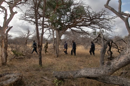 People walking through African bush, some with guns