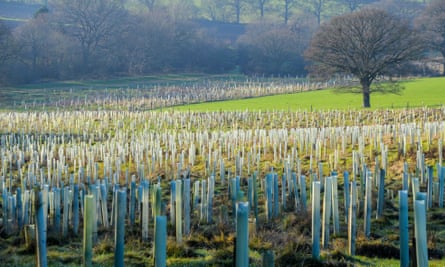 A large area of newly planted tree saplings in their protective tubes to help them grow in fields in North London UK 