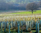 Half a million trees to be planted in England in three years, says government
