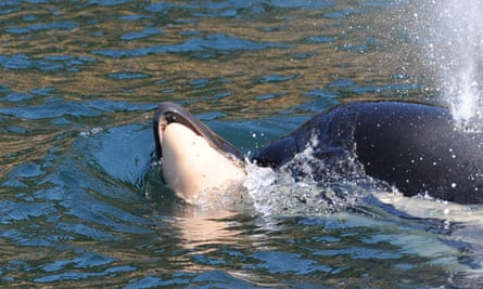 J35 swims with her calf’s body.