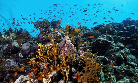 Fish aquatics  supra  a coral reef successful  the Red Sea adjacent   the metropolis  of Jeddah, Saudi Arabia