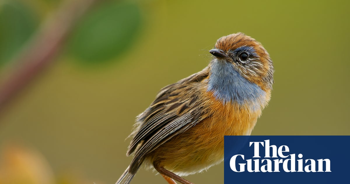 ‘So tiny and so vulnerable’: what chance will one of Australia’s smallest birds have against a rocket launchpad?