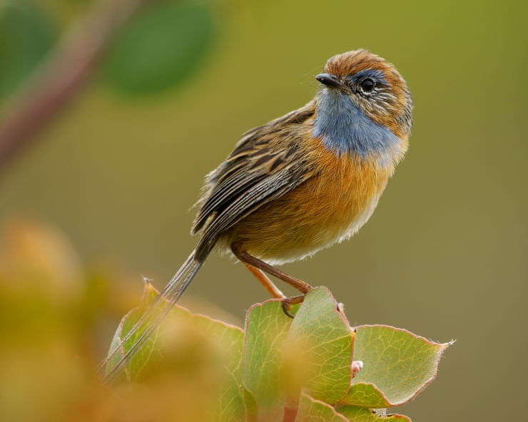 ‘So tiny and so vulnerable’: what chance will one of Australia’s smallest birds have against a rocket launchpad? ‘So tiny and so vulnerable’: what chance will one of Australia’s smallest birds have against a rocket launchpad?