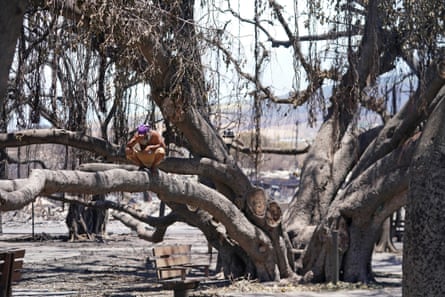 A man sits on a historic banyan tree that was damaged by a massive fire on August 11, 2023.