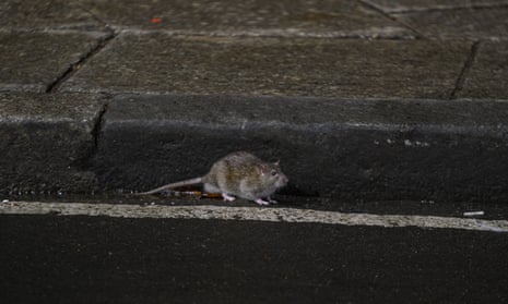 Rat on a street.