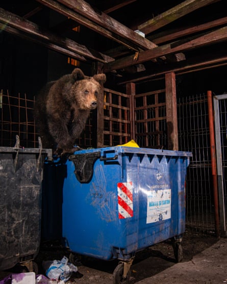 Bears scavenge in bins in a small town located in the Carpathian mountains
