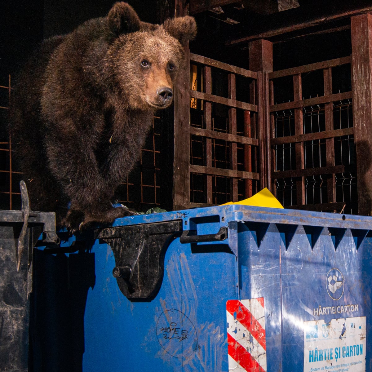A bear in the backyard – a photo essay | Romania | The Guardian