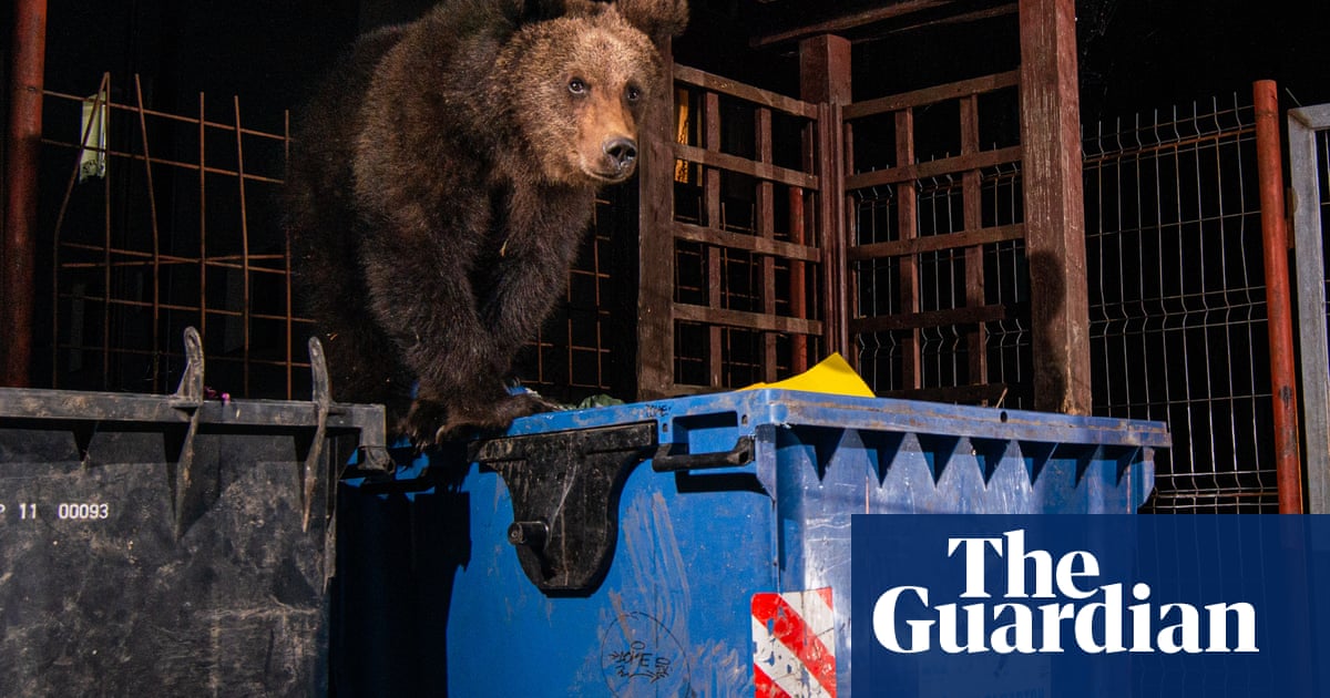 A bear in the backyard – a photo essay