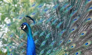 ruffled feathers feral peacocks