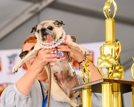 Pug rescue Jinny Lu celebrates winning first place in the World’s Ugliest Dog Contest.