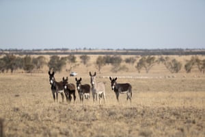 Donkeys which gaurd sheep against attacks from wild dogs on Andrew and Louise Martin’s “Macfarlane” station, near Tambo Queensland Australia.