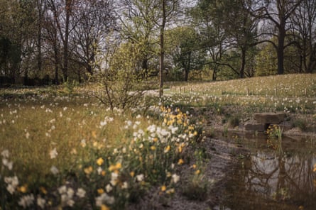 A meadow of flowers backed with trees.