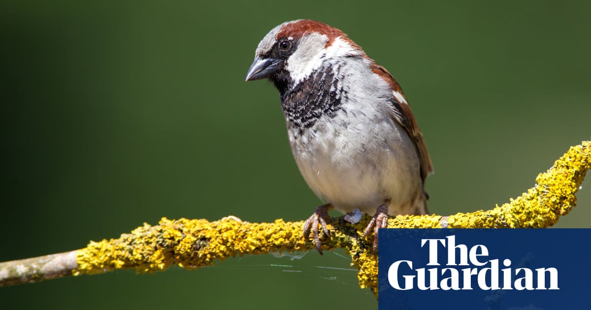 House sparrow population in Europe drops by 247m