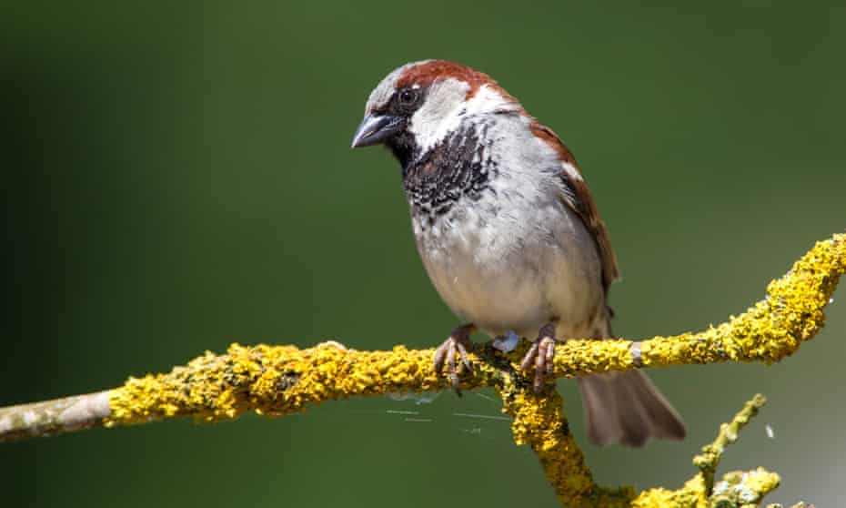 House sparrow on a branch