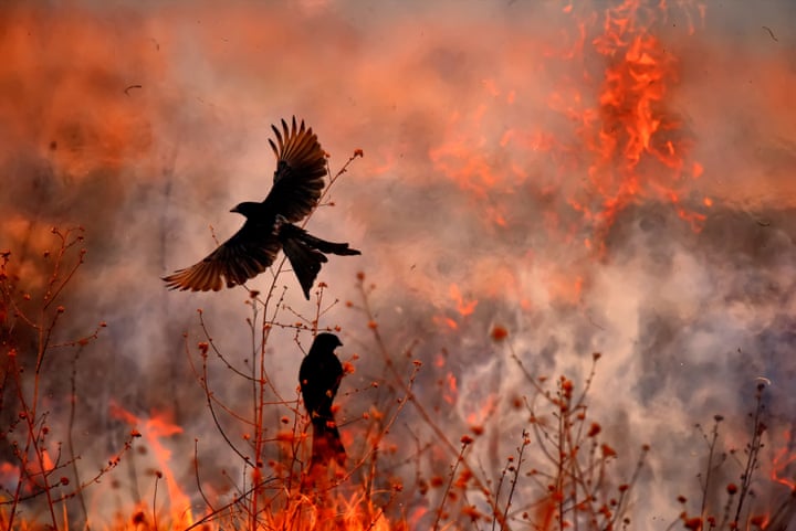 2. Feather in the Flames:  Winged Life FinalistFarmers in Singur, West Bengal, India, burn off the stubble left after harvest, and black drongos swoop to eat the insects fleeing the flames Photograph: Kallol Mukherjee