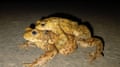 A female common toad carries her male partner.