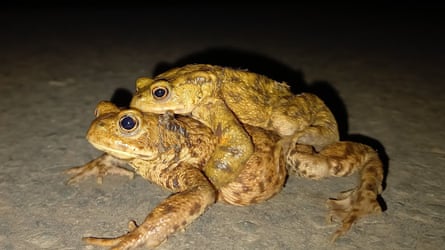 A female common toad carries her male partner.