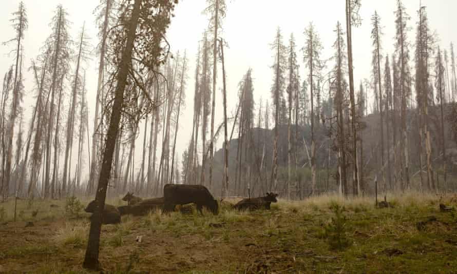 cows on hillside