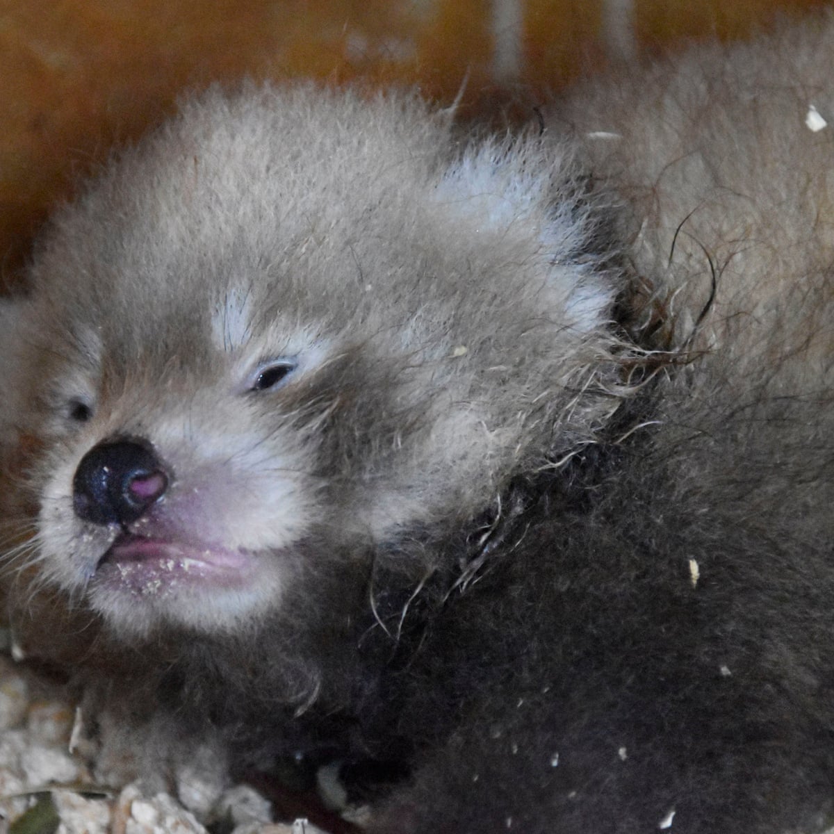 Birth Of Endangered Red Panda Cub At Uk Zoo A Symbol Of Hope Animals The Guardian Birth Of Endangered Red Panda Cub At Uk Zoo A Symbol Of Hope Animals The Guardian