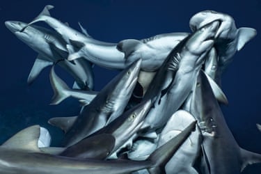 A shiver of sharks