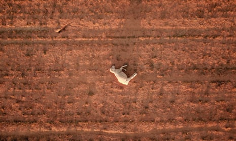 2019 was Australia’s hottest year ever. A dead sheep lies in a dry and dusty field of a failed crop due to ongoing drought near Parkes, NSW