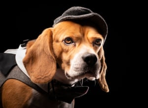 Barney il beagle vestito da spazzacamino vittoriano