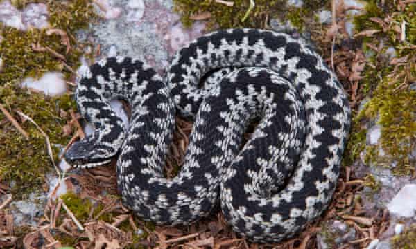 An adder.