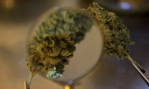 Marijuana