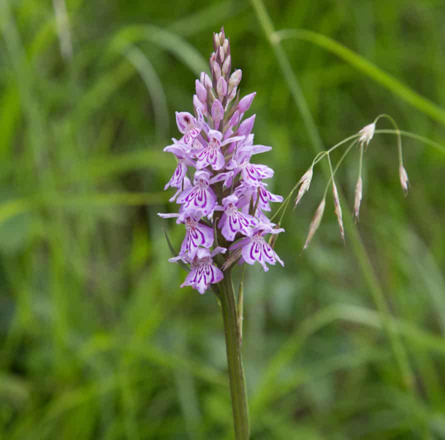 ‘Orchids are everywhere’: the common spotted orchid.