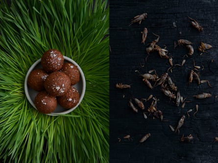 Crickets next to a bowl of food.