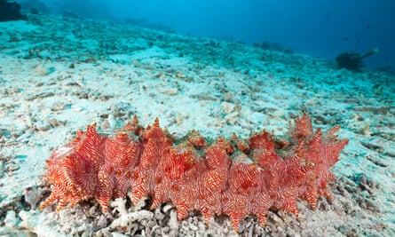 Red-lined sea cucumber at Moyo Island, Sumbawa, Indonesia.