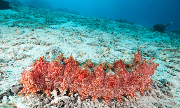 Red-lined sea cucumber at Moyo Island, Sumbawa, Indonesia.