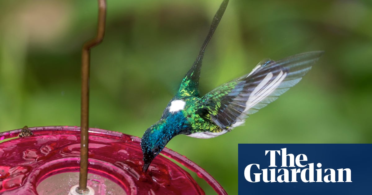 Female hummingbirds look like males to avoid attacks, study suggests