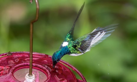 A male white-necked Jacobin hummingbird.