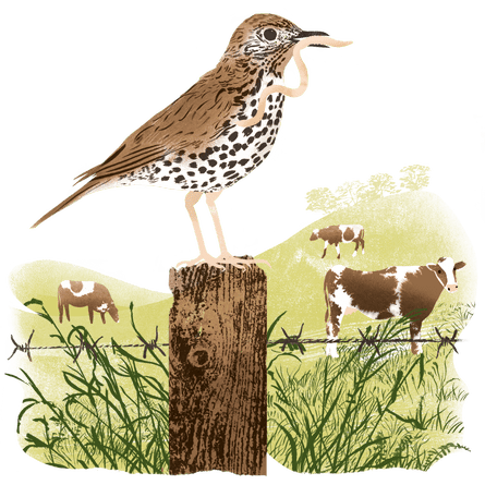 Illustration of a bird eating a worm on a fence post while looking at a field of cows in the distance