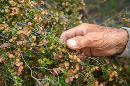 An older person's hand touches a shrub