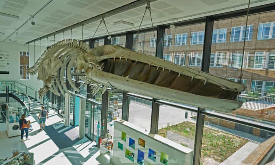 fin whale skeleton zoology museum cambridtge