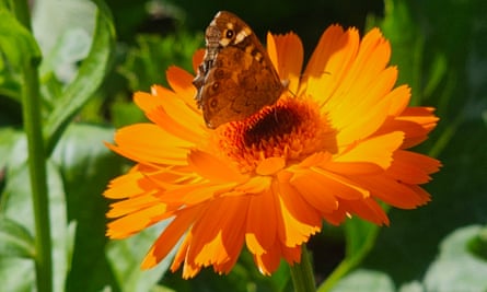 A painted lady glows orange, bathed in reflected light.