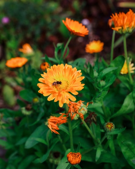 A bee on an orange flower