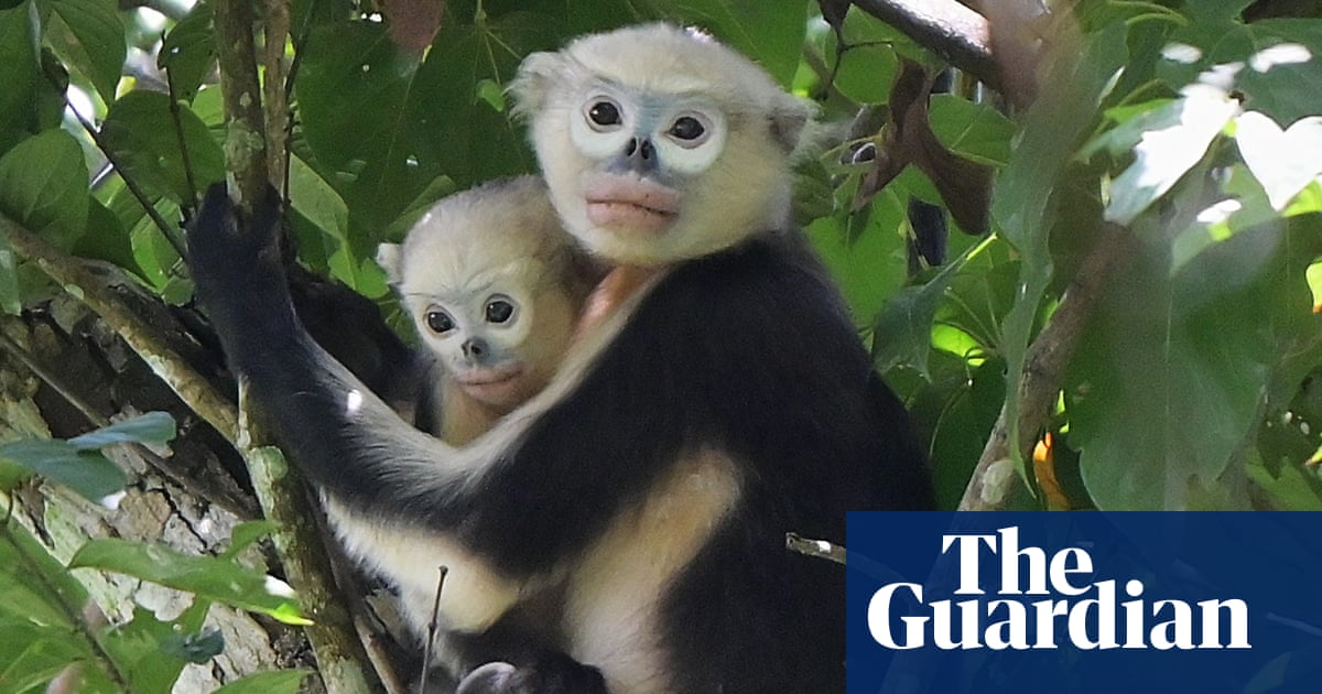 Week in wildlife: snub-nosed monkeys, amorous cobras and a milk-snatching fox