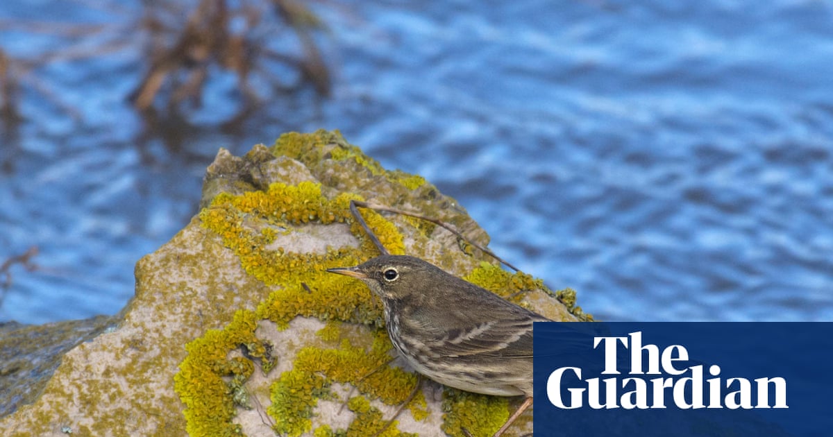 Country diary: Perilous puffins and a plucky underdog | Mya Bambrick