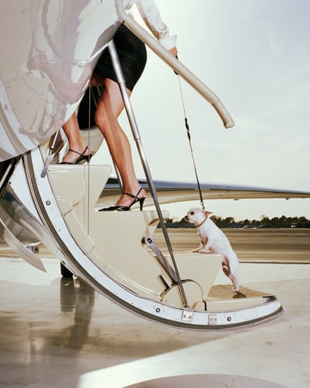 woman dog plane