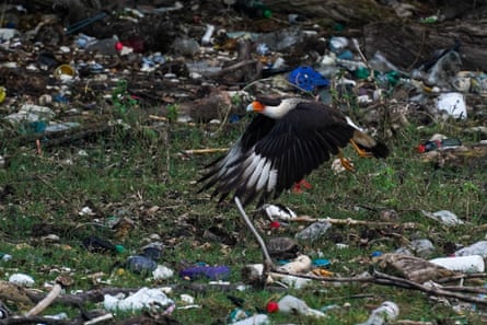 A powerful bird of prey with a blue and orange beak flies low over rubbish strewn on grass