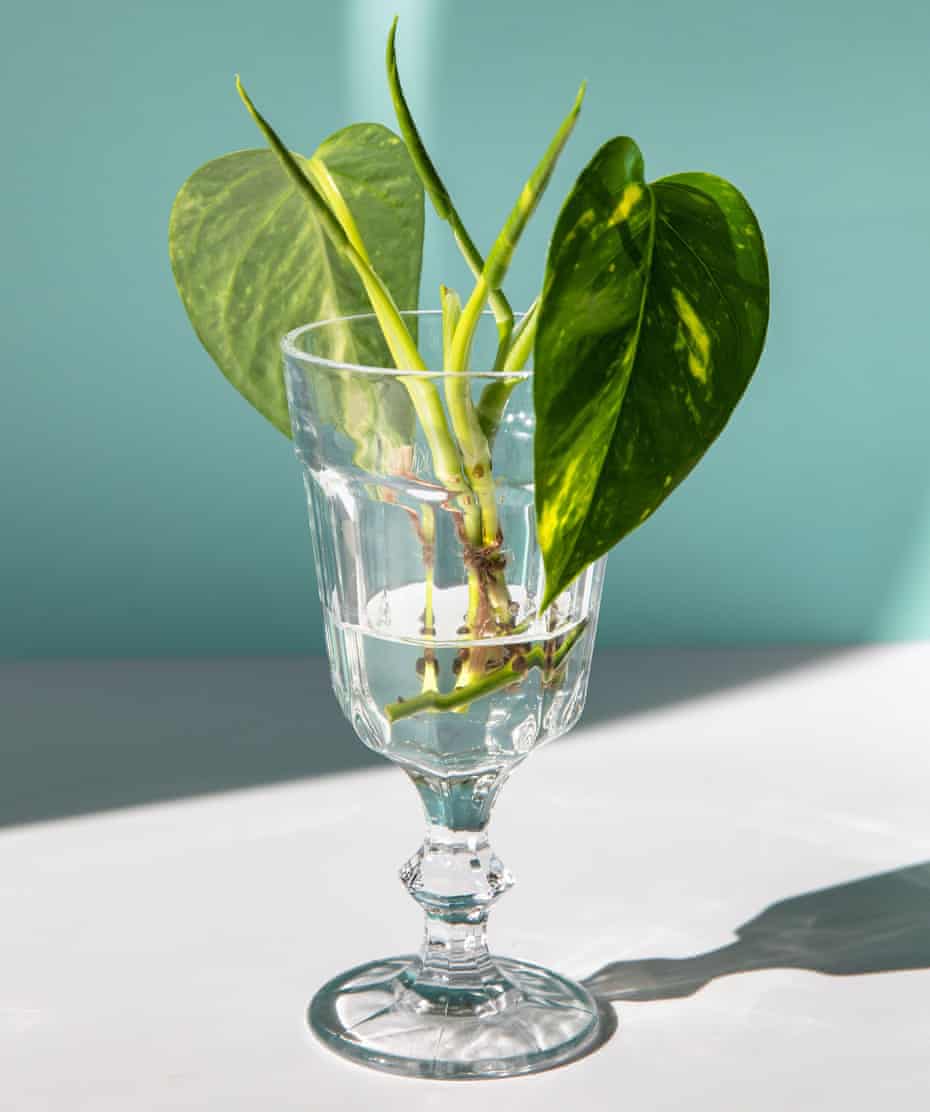 Young sprouts of golden pothos / Epipremnum aureum with root in transparent wineglass