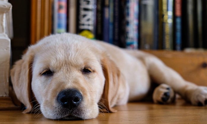 It Was Love At First Sight Readers On Their New Lockdown Pets Pets The Guardian It Was Love At First Sight Readers On Their New Lockdown Pets Pets The Guardian