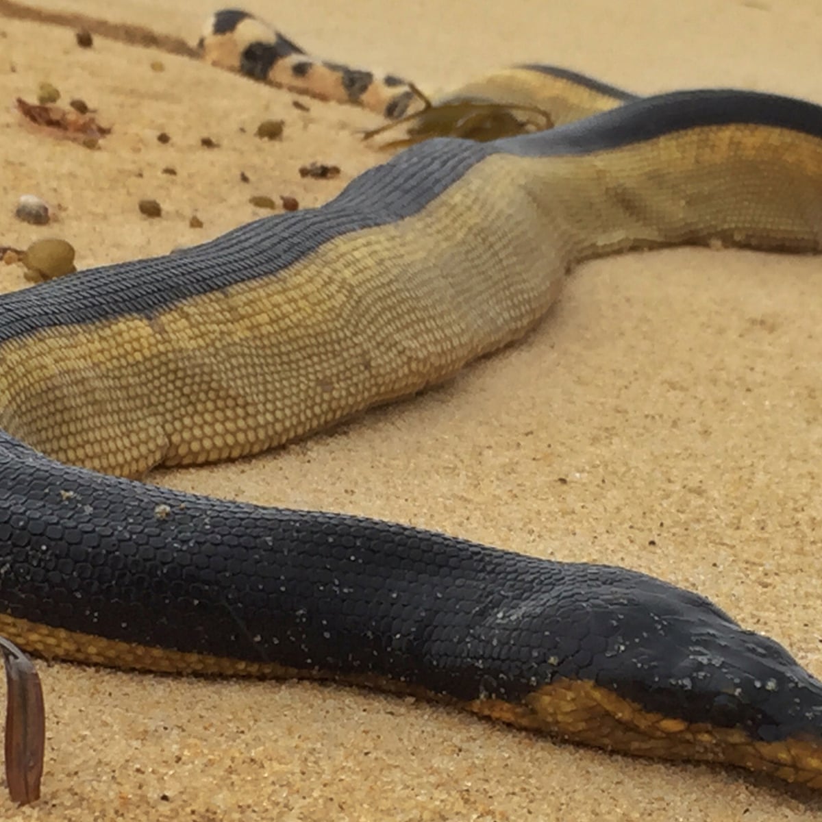 Venomous tropical sea snakes wash up on Australian beaches after storms |  Snakes | The Guardian