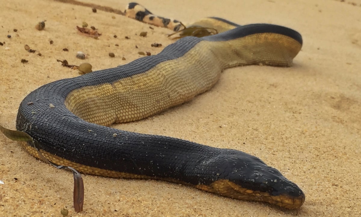 Venomous tropical sea snakes wash up on Australian beaches after storms | Snakes | The Guardian