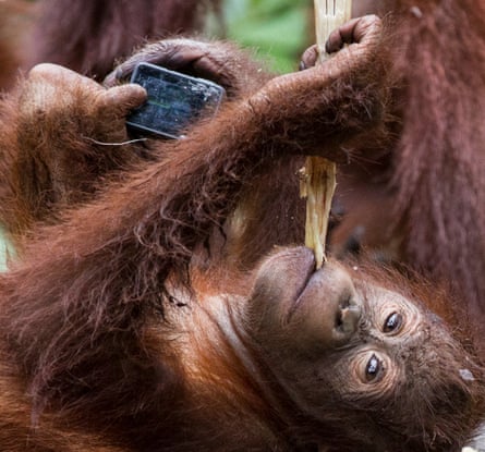 Borneo orangutan conservation project