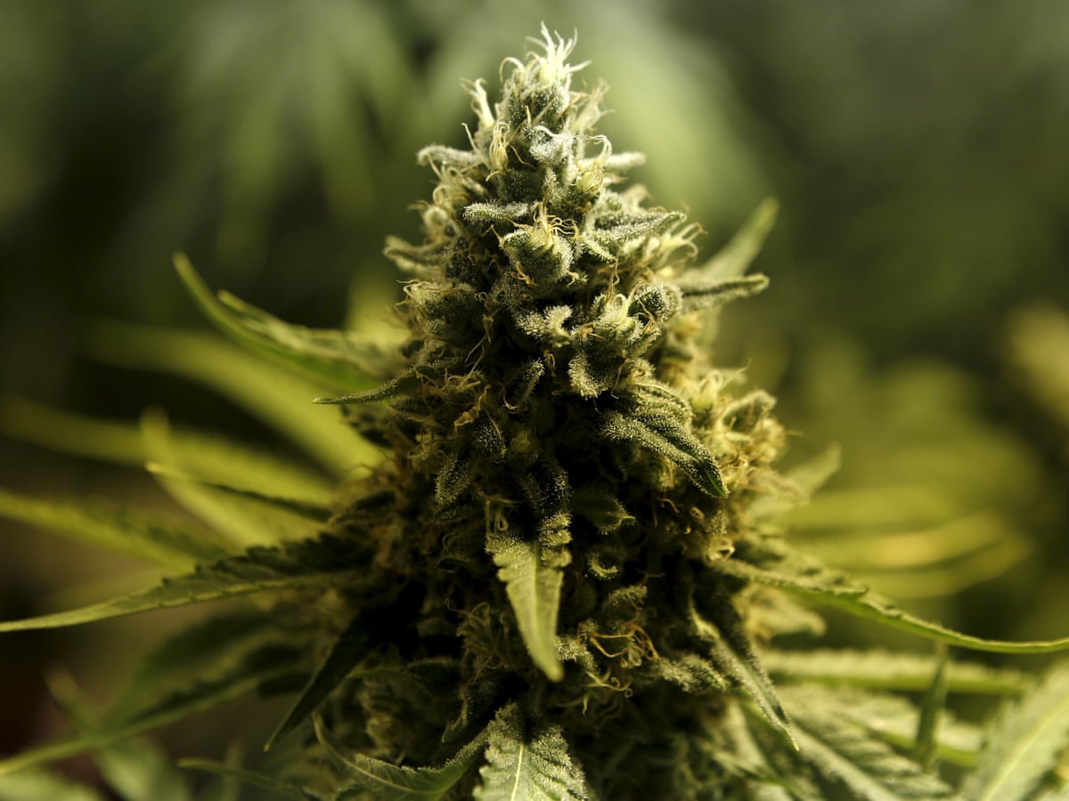 Cannabis May Enhance Night Vision Science The Guardian Cannabis May Enhance Night Vision Science The Guardian